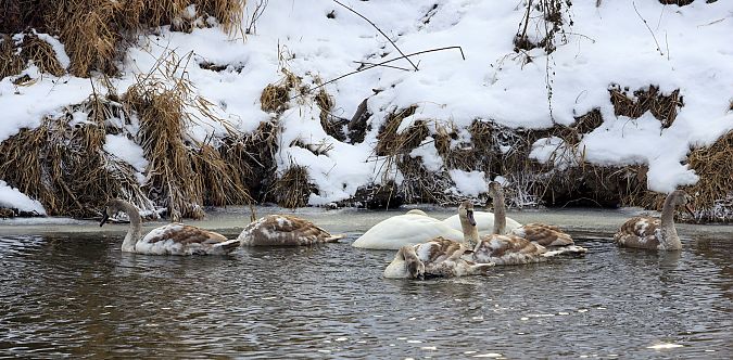 Höckerschwan  - Damian Mikulski