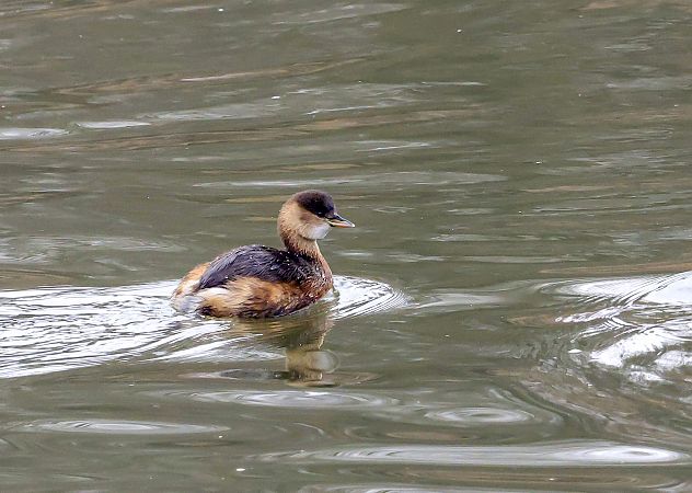 Little Grebe  - Damian Mikulski