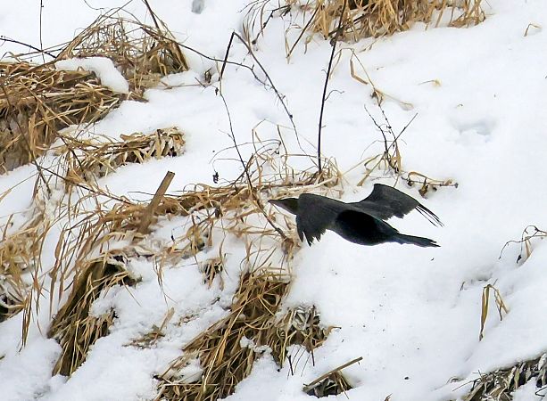 kormoran mały  - Damian Mikulski