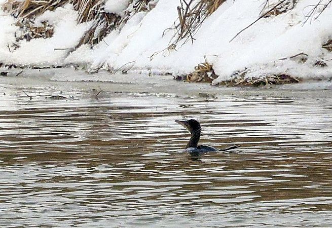 kormoran mały  - Damian Mikulski