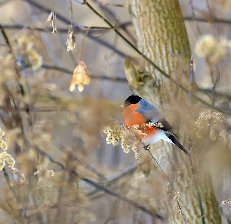 Gimpel  - Damian Mikulski