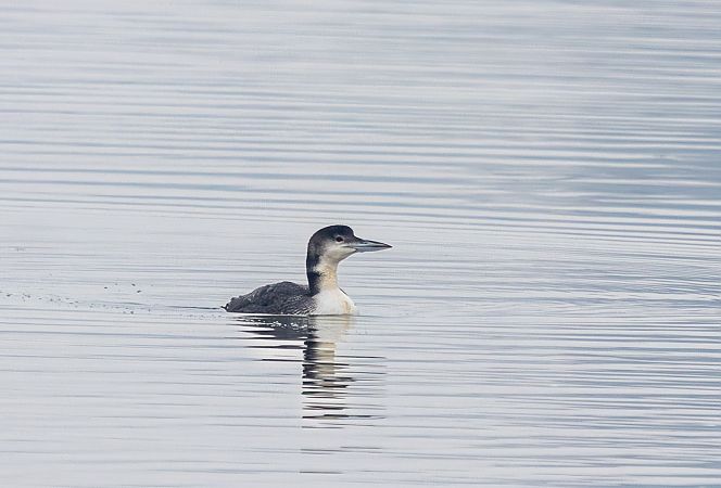 lodowiec  - Damian Mikulski