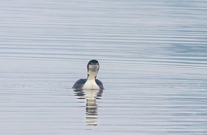 Eistaucher  - Damian Mikulski