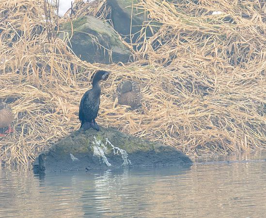 kormoran mały  - Damian Mikulski