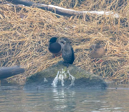 Zwergscharbe  - Damian Mikulski