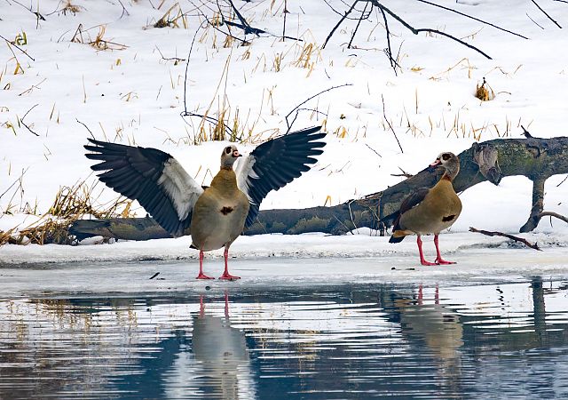 Ouette d'Égypte  - Damian Mikulski