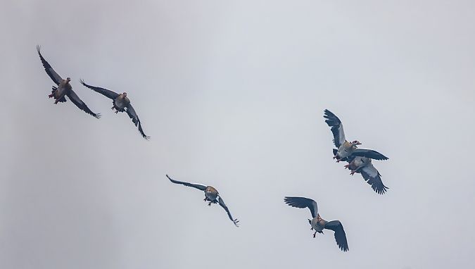 Nilgans  - Damian Mikulski