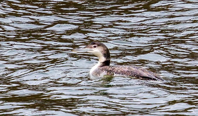 lodowiec  - Damian Mikulski