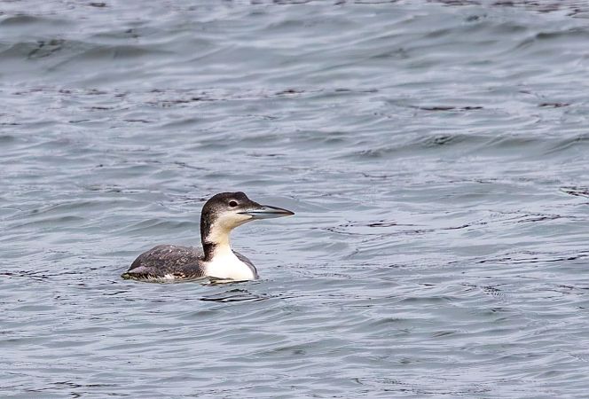 Eistaucher  - Damian Mikulski