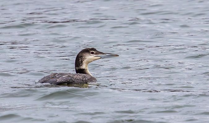 Eistaucher  - Damian Mikulski