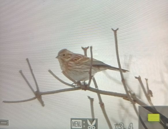 trznadel białogłowy  - Krystian Luca