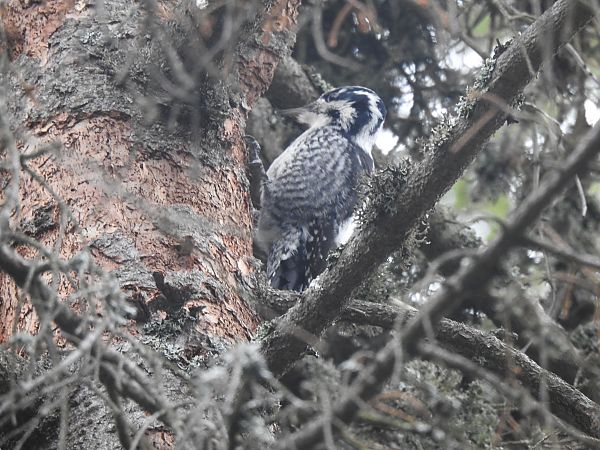 dzięcioł trójpalczasty  - Jakub Hasny
