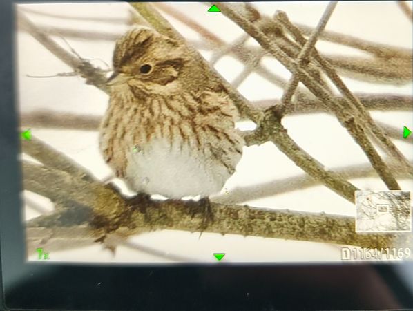 trznadel białogłowy  - Tomasz Wicherek