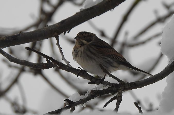 potrzos  - Dawid Ciosek