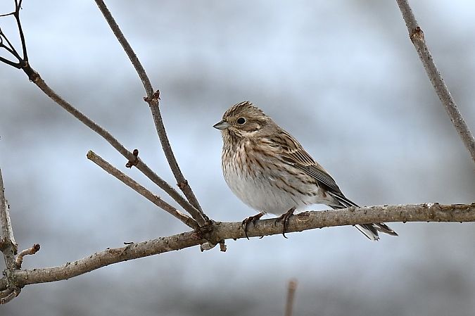 trznadel białogłowy  - Dawid Ciosek