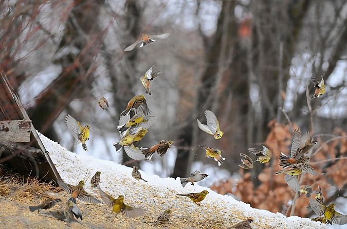 trznadel  - Dawid Ciosek