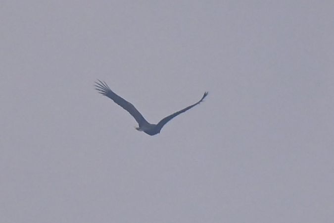 bielik  - Dawid Ciosek