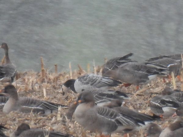 bernikla białolica  - Dominik Piskorek