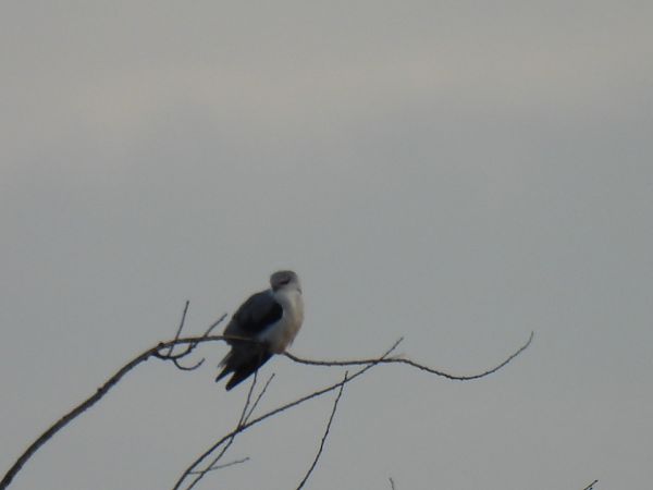 kaniuk  - Dominik Piskorek