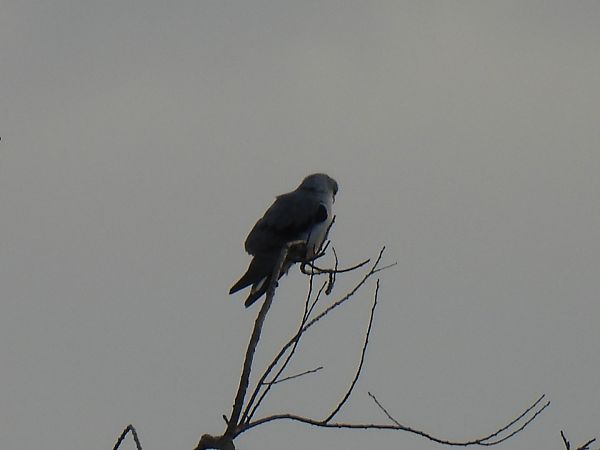 Gleitaar  - Dominik Piskorek