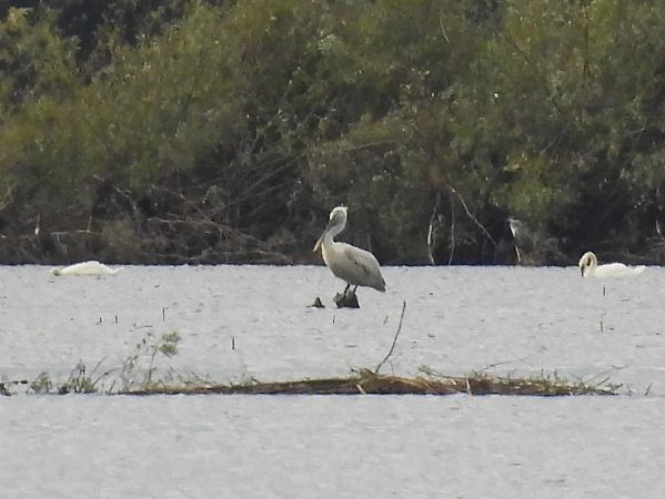 pelikan kędzierzawy  - Marta Gołek