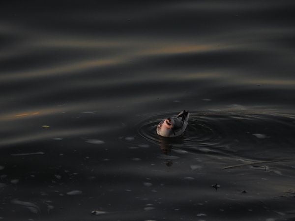 Thorshühnchen  - Marta Gołek