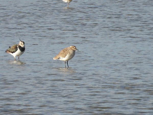 Steppenkiebitz  - Marta Gołek