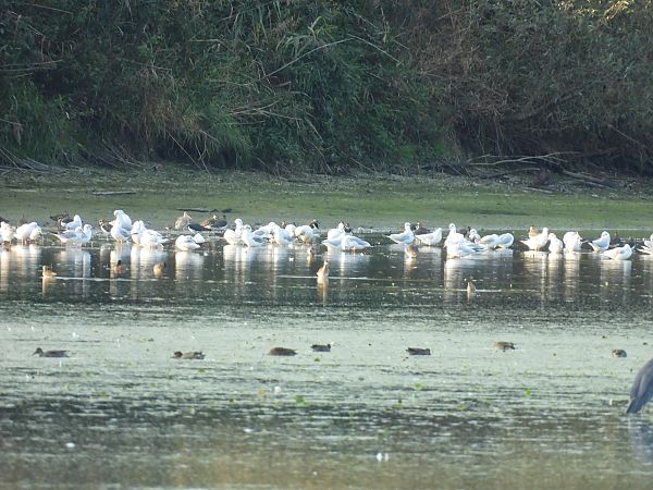 szlamnik  - Marta Gołek