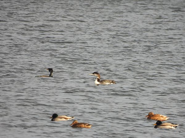 lodowiec  - Marta Gołek