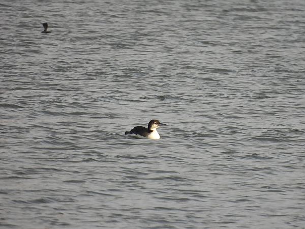 lodowiec  - Marta Gołek