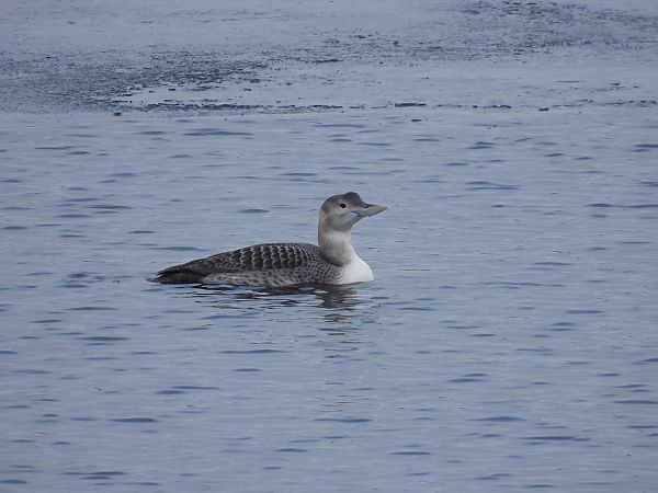 nur białodzioby  - Marta Gołek