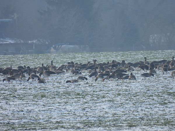 bernikla rdzawoszyja  - Marta Gołek