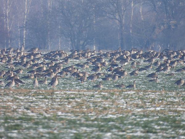 bernikla rdzawoszyja  - Marta Gołek