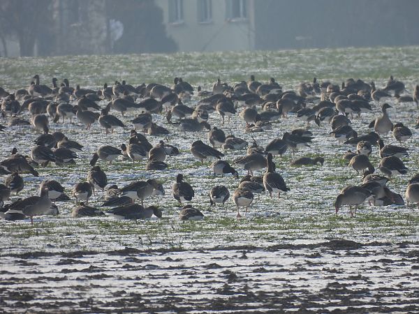bernikla białolica  - Marta Gołek