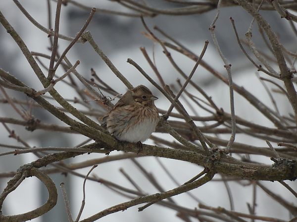 Bruant à calotte blanche  - Marta Gołek