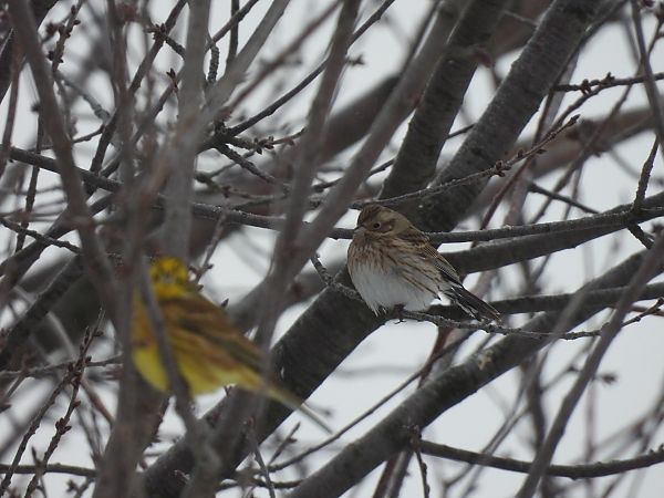 Fichtenammer  - Marta Gołek