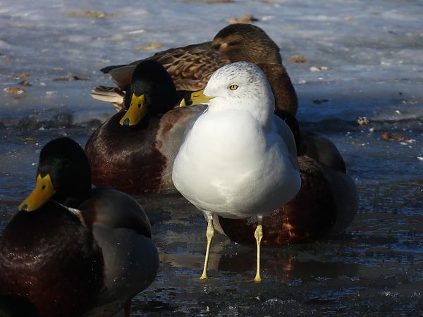 mewa delawarska  - Marta Gołek