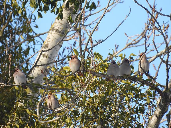 jemiołuszka  - Marta Gołek