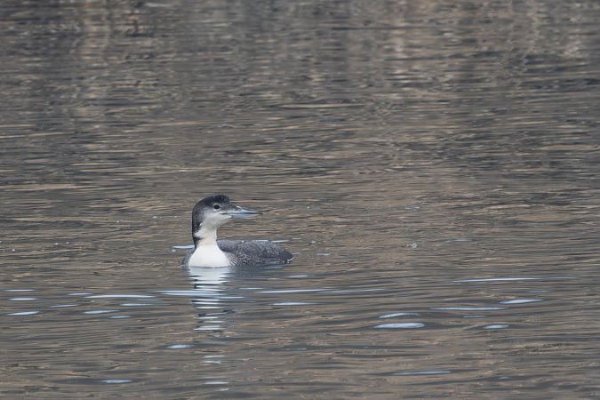 Eistaucher  - Katarzyna Szałas