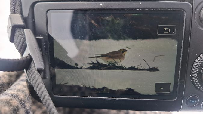 Ohrenlerche  - Bartłomiej Sułkowski