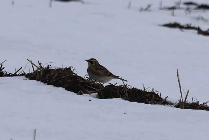 Ohrenlerche  - Hubert Bodziony