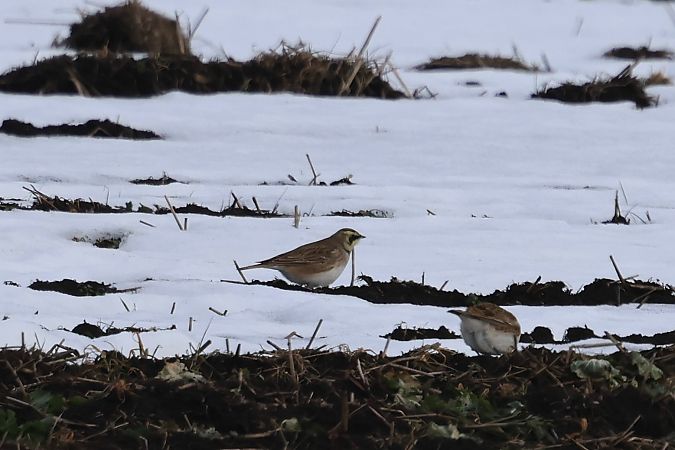 górniczek  - Hubert Bodziony