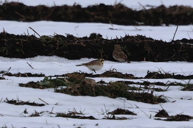 górniczek  - Hubert Bodziony