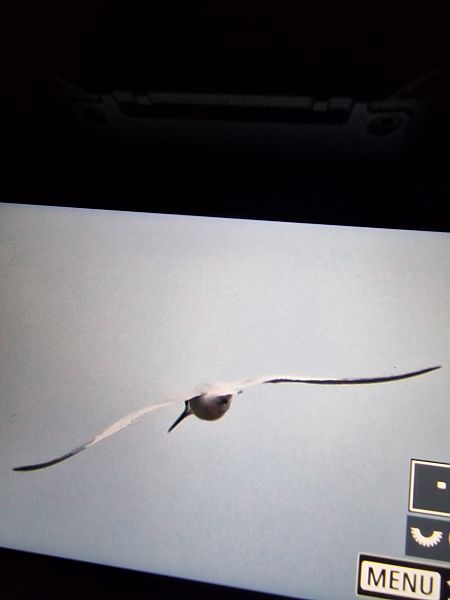 rybitwa czubata  - Krzysztof Bziuk