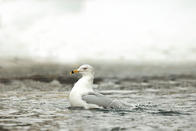 mewa delawarska  - Krzysztof Bziuk