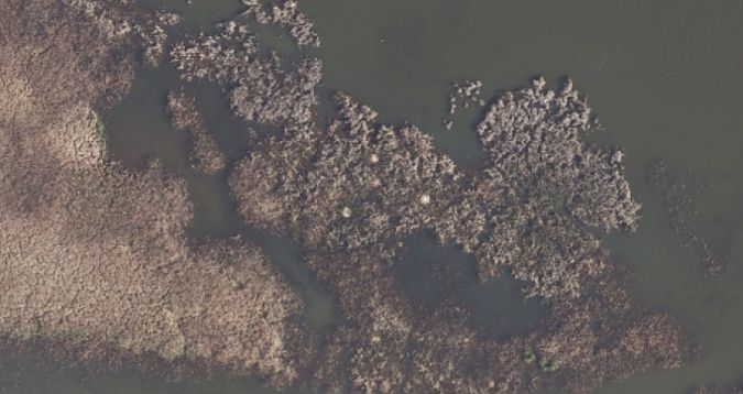 czapla biała  - Daniel Boruchalski