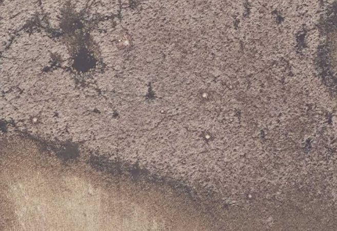 czapla biała  - Daniel Boruchalski