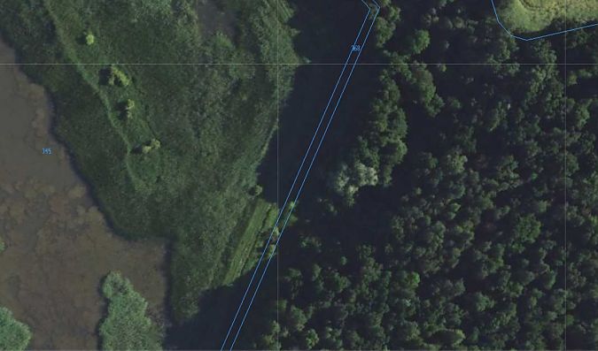 czapla siwa  - Daniel Boruchalski