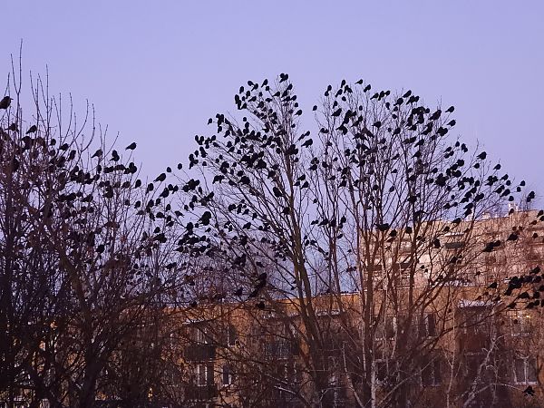 gawron  - Daniel Boruchalski