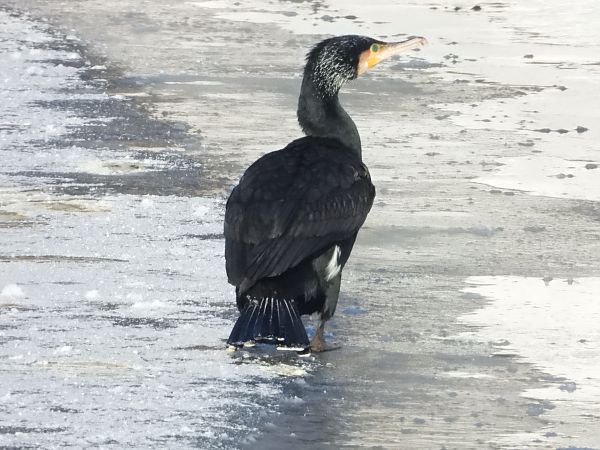 Kormoran  - Daniel Boruchalski